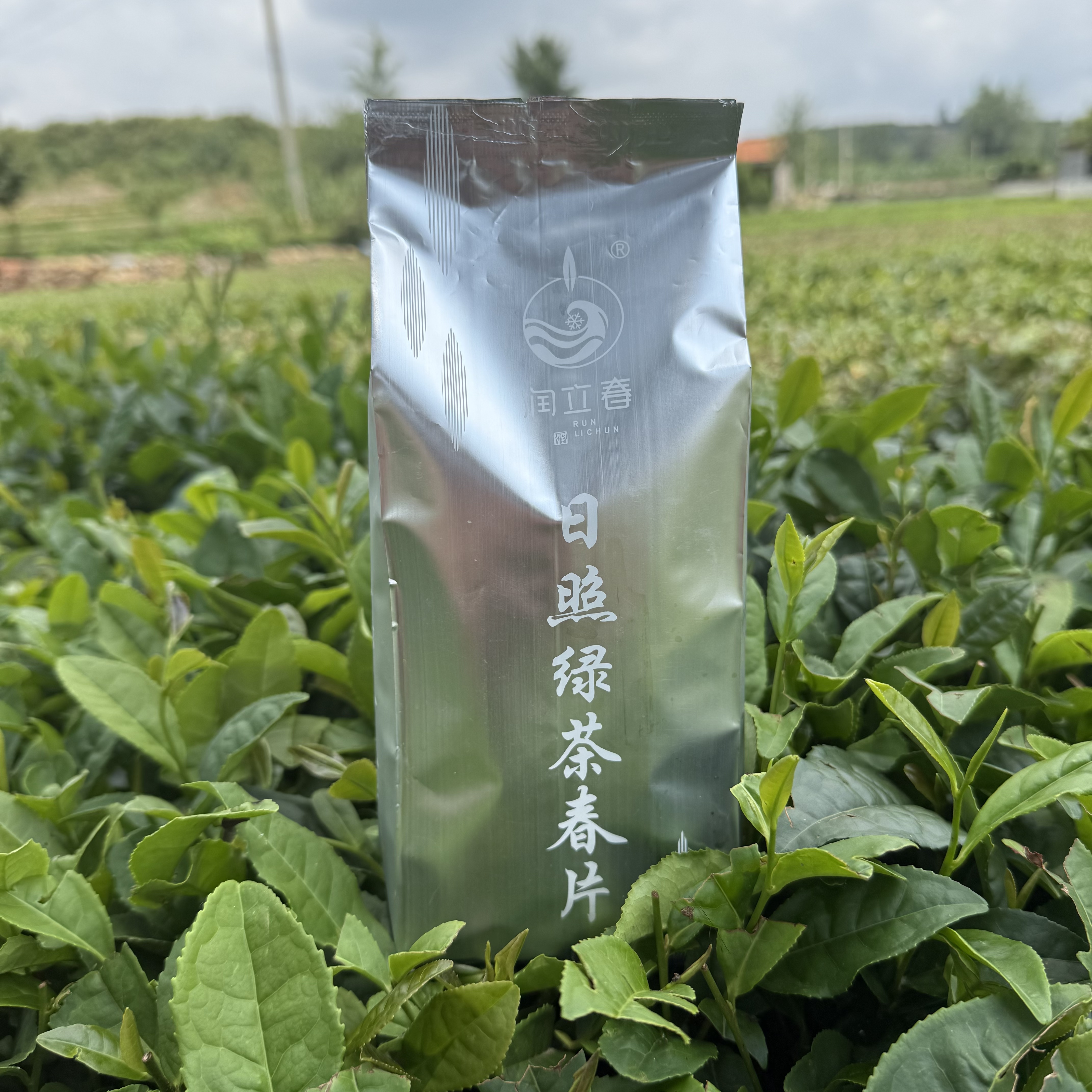 日照绿茶麦黄茶浓香春片色选出只有叶没有芽（1号）一斤500g