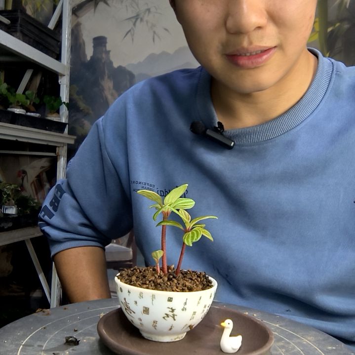 已****我中青园艺一物一拍99