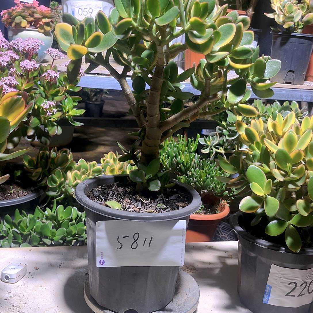 新花月景老桩5811号