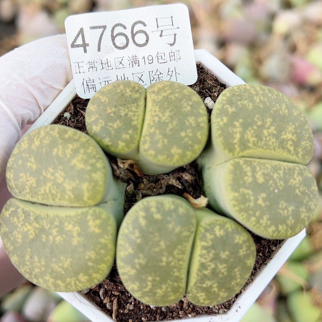 4766 好养易活生石花大母本