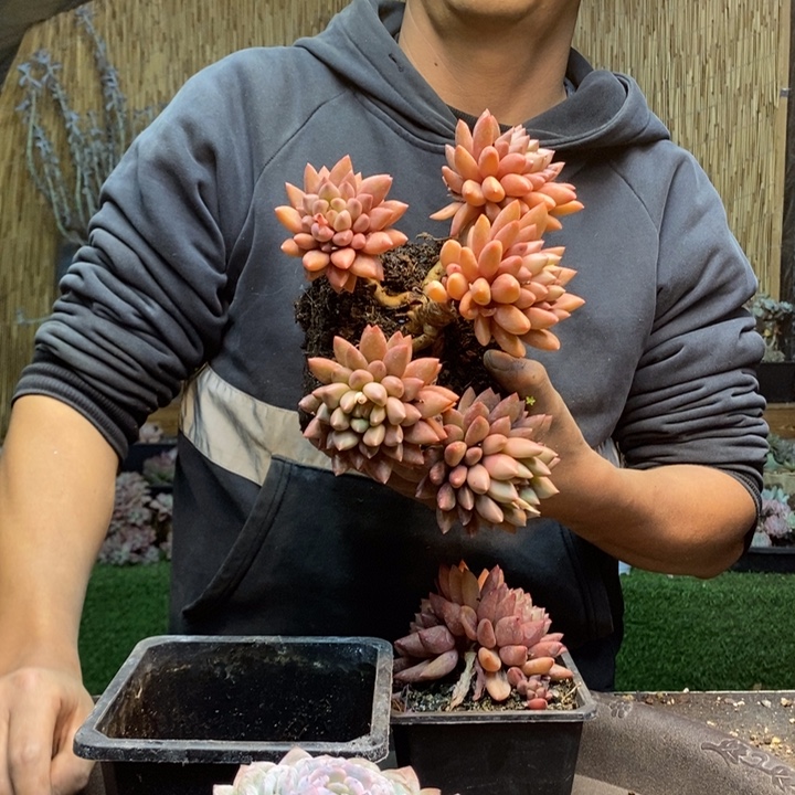 M***r22号冰魄多肉植物