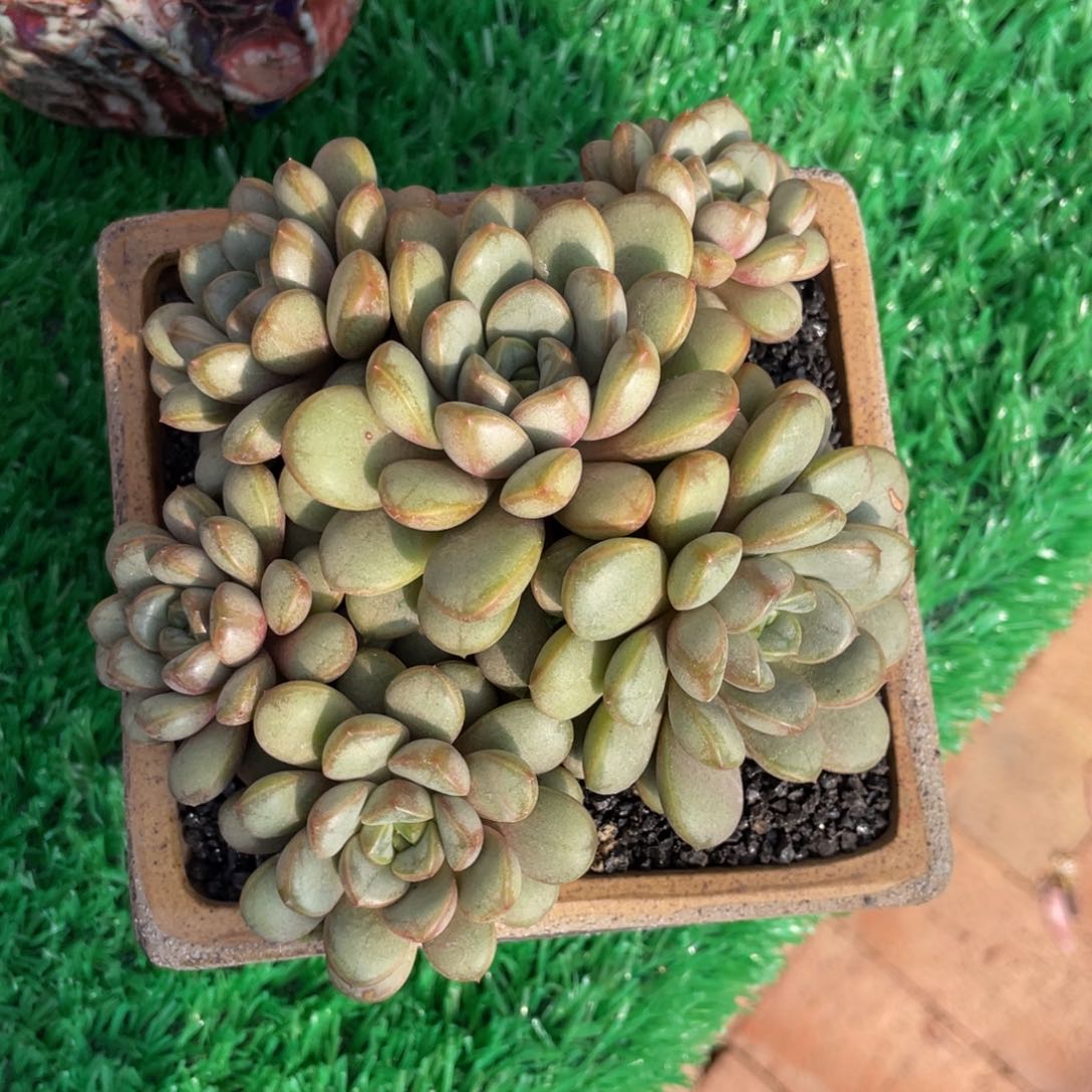 多肉植物盆栽多肉植物盆栽