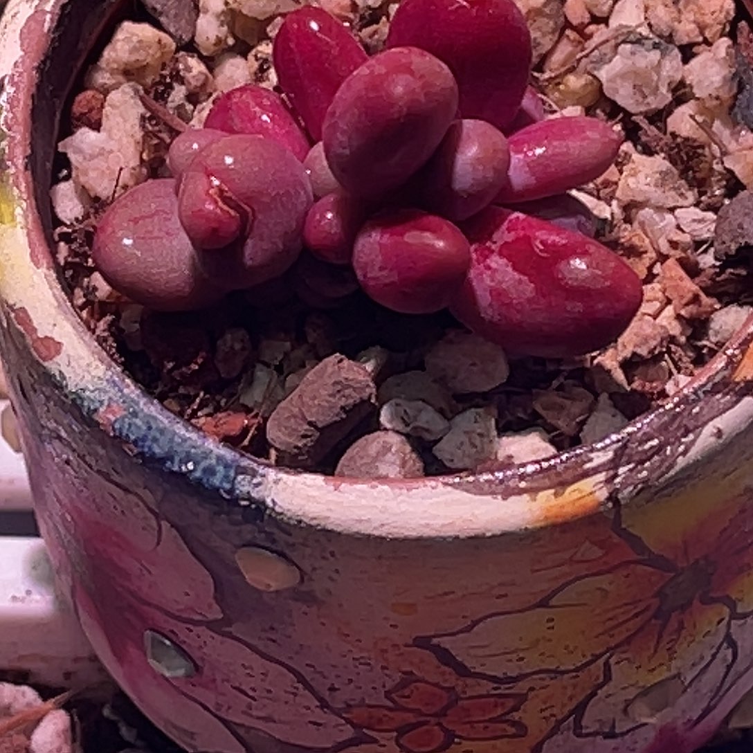 花***菜尚品园艺福利红纹手指锦