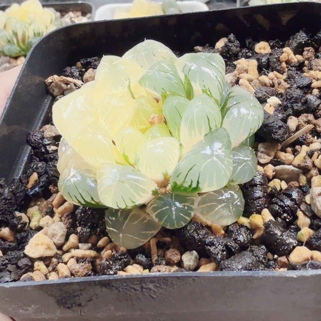 无花朵十二卷实生冰灯锦