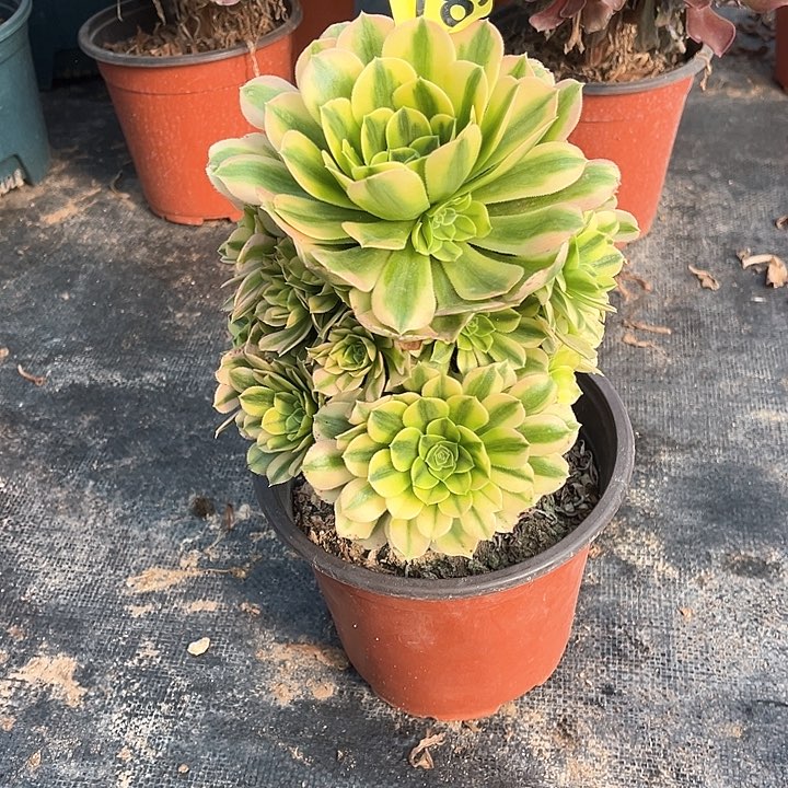 金丝翡翠多肉植物785