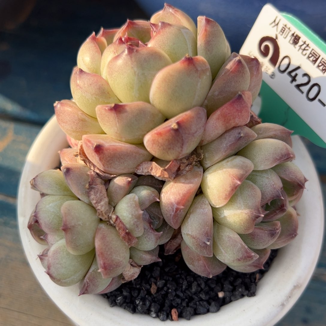 从前慢多肉精选编号0420.153