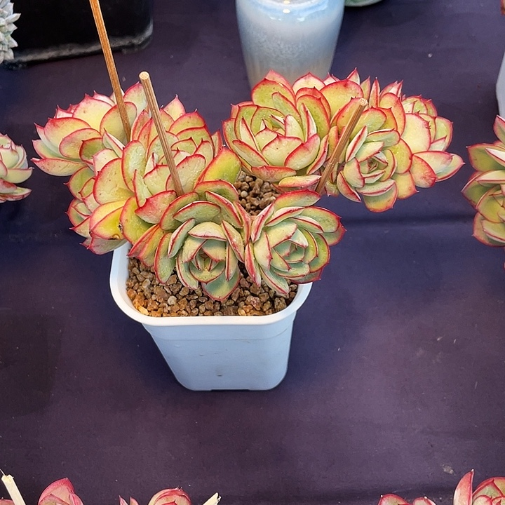 莲***花多肉植物牡丹亭缀发货