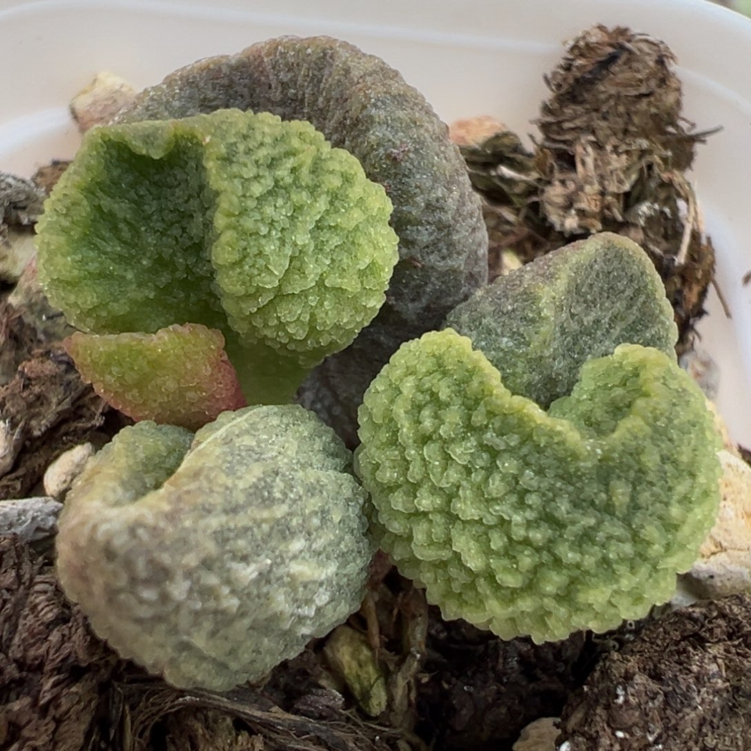 绿色冰晶腰子型实生大苗