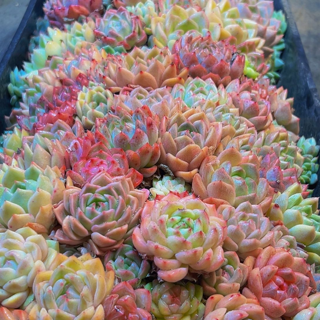 863多肉葡萄的味道真的是很不错