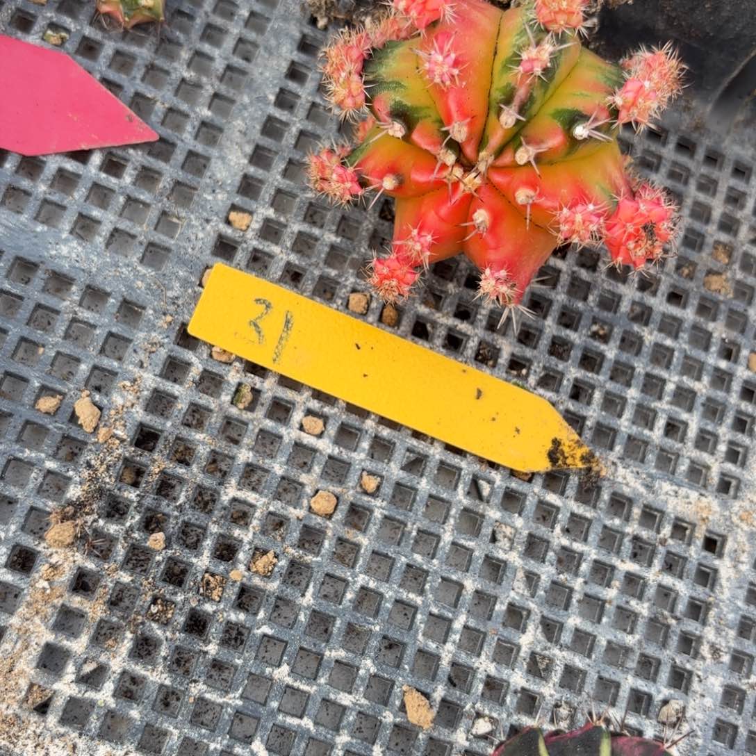 31-1127泰国发货多肉