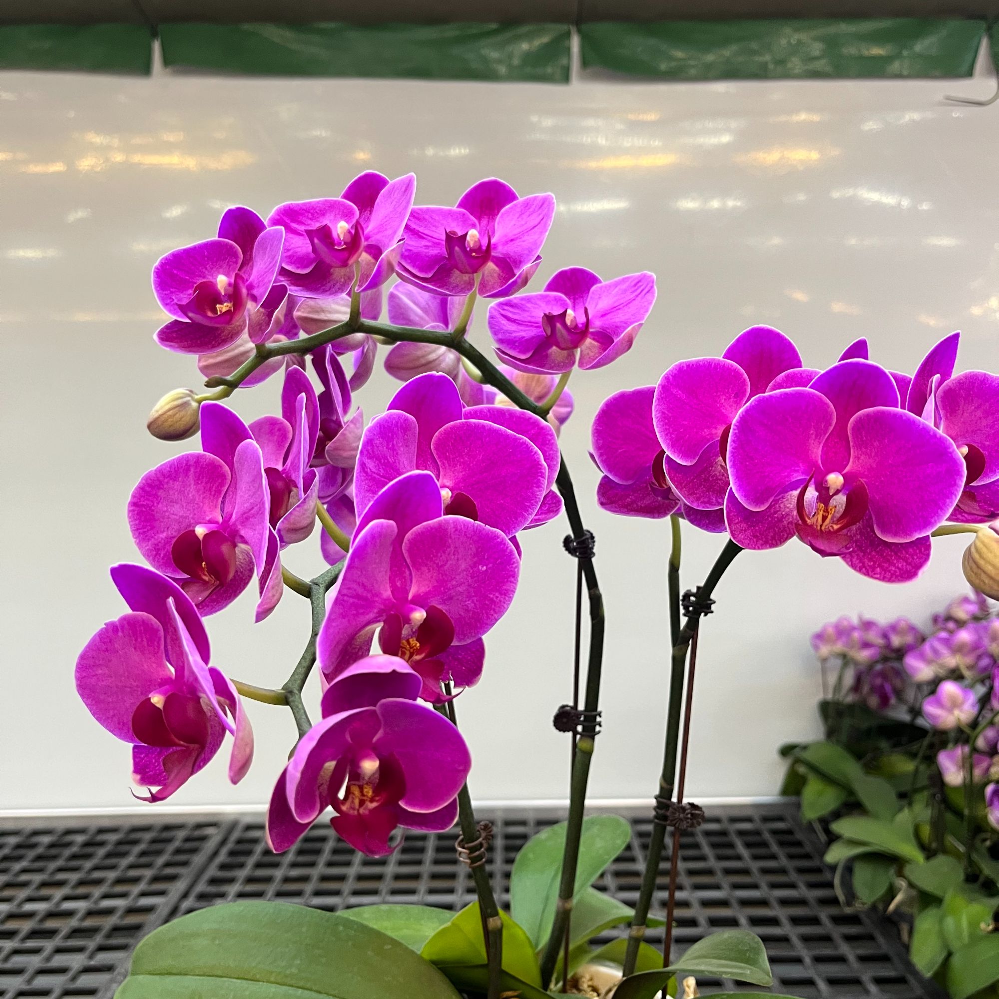 A10【甜草莓】欧品蝴蝶兰室内花卉