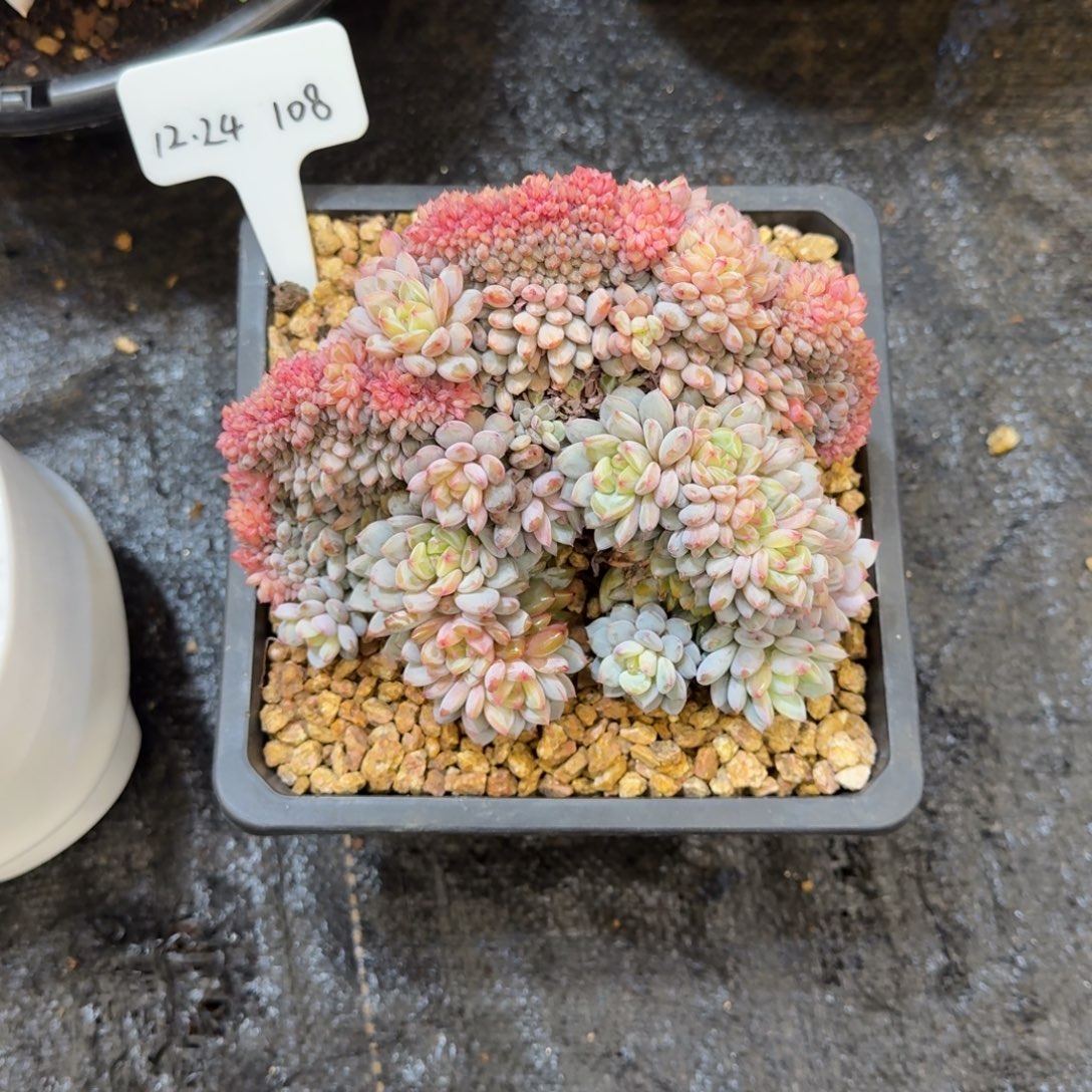 M***a一物一拍星星橙缀化108