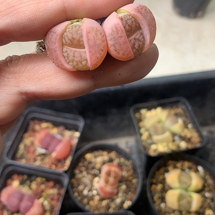 M256多肉植物保护研究所