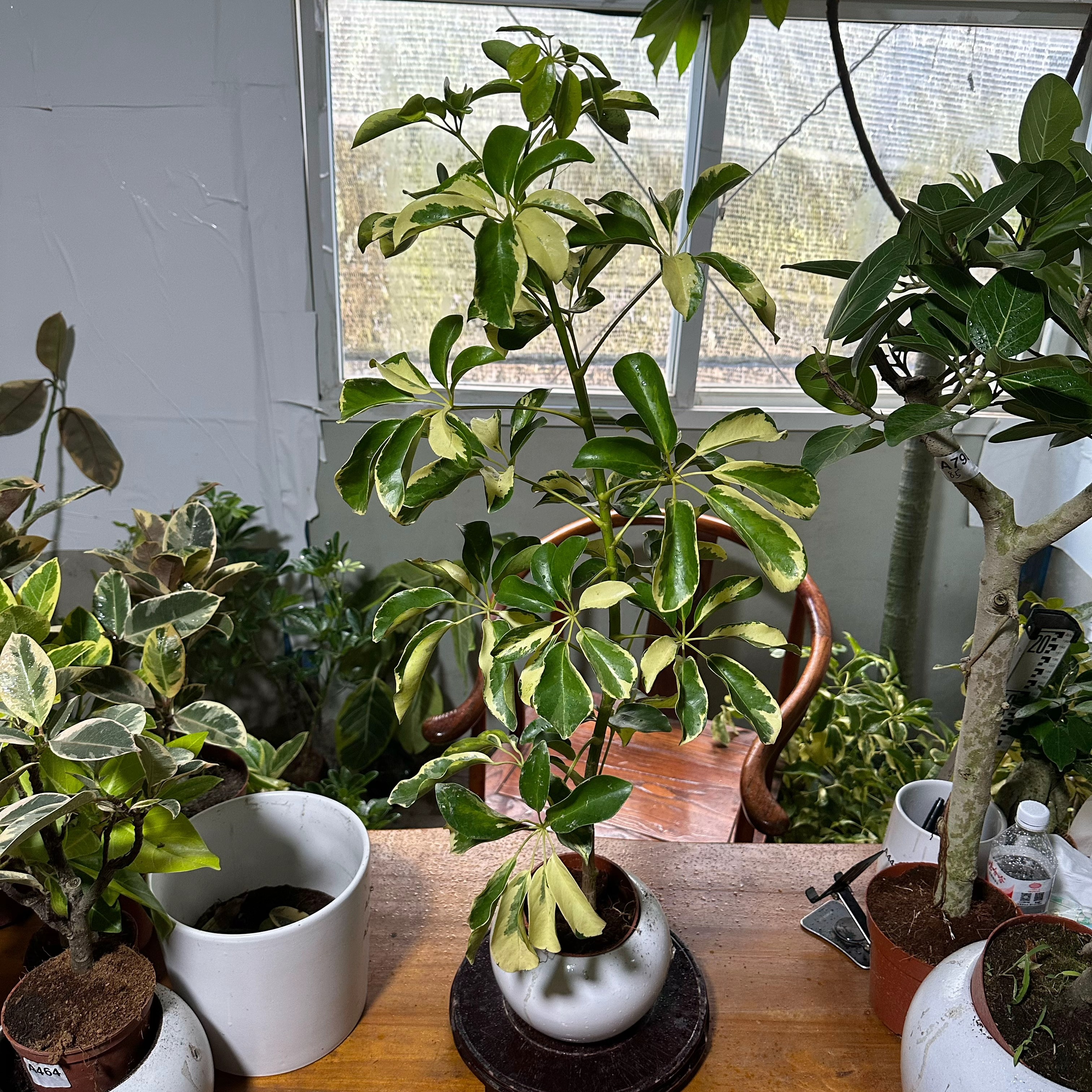 澳洲鸭脚木绿植直播间一物一拍专用链接退回运费自付