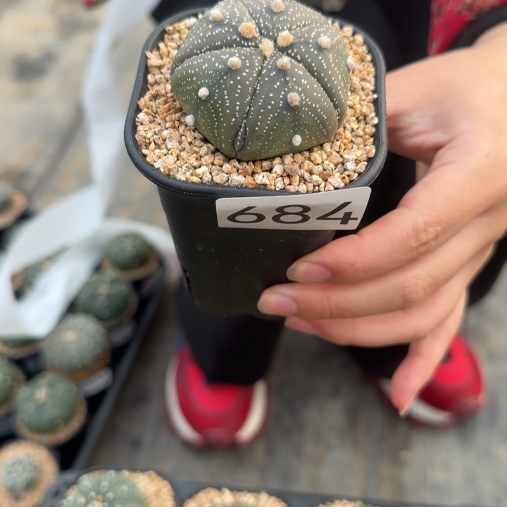 定向一物一拍兜 684