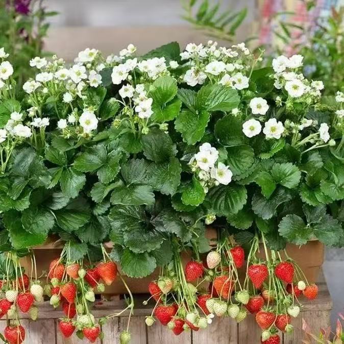 [越王宝珠微黄]草莓苗带花带果现挖现发基质土球南北方室内外好养