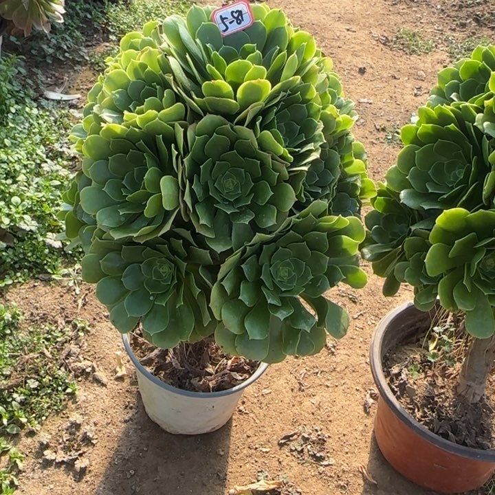 5-81绿羊绒多肉植物