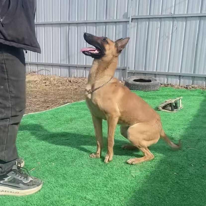马犬小狗幼犬，科目马犬，全活马犬小狗