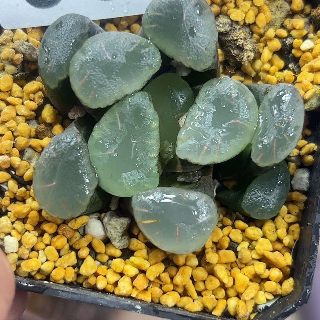 红月亮巨大化十二卷多肉植物