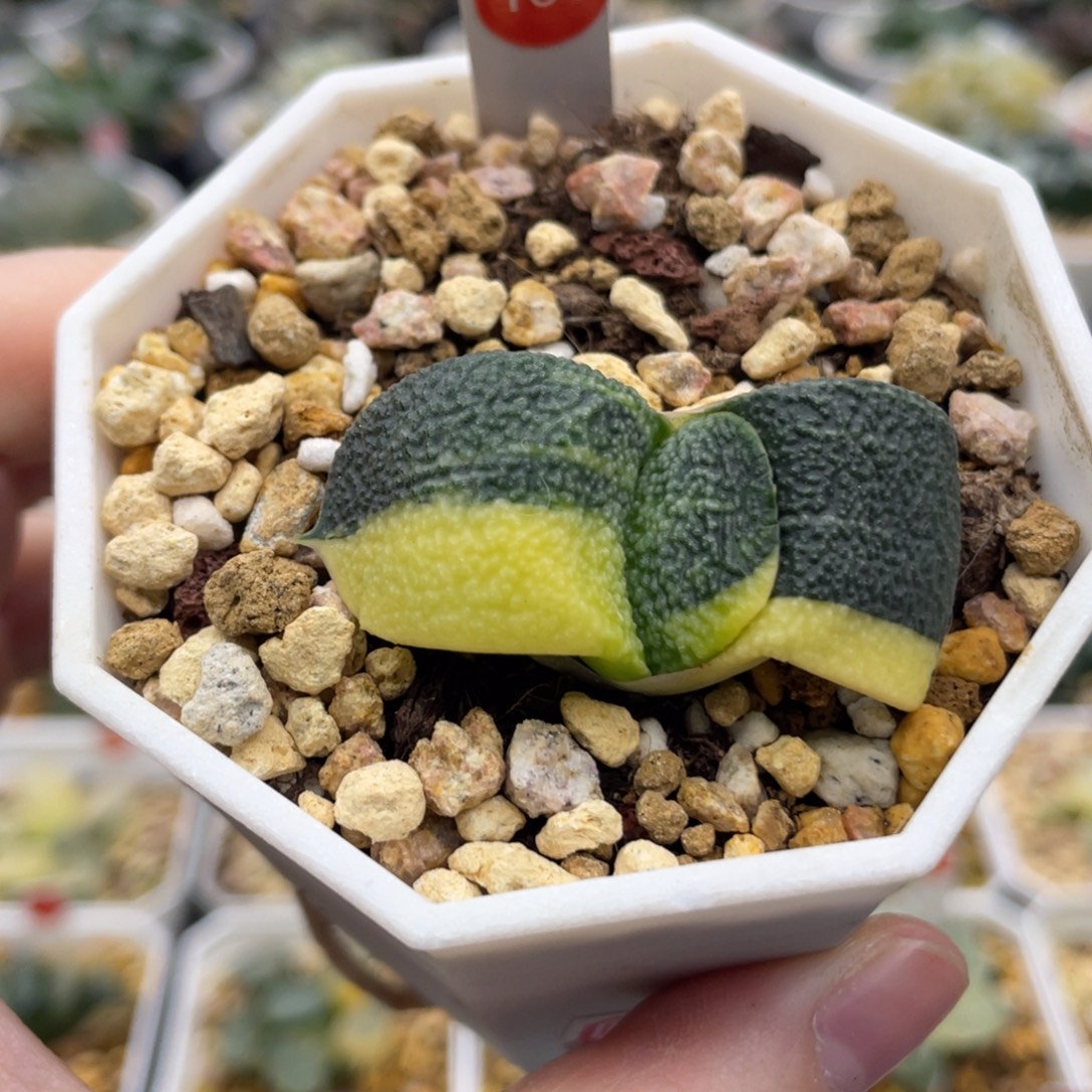 脱土发货 106 卧牛锦