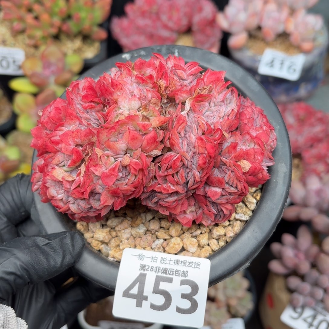 贝瑞缀化无盆土发货