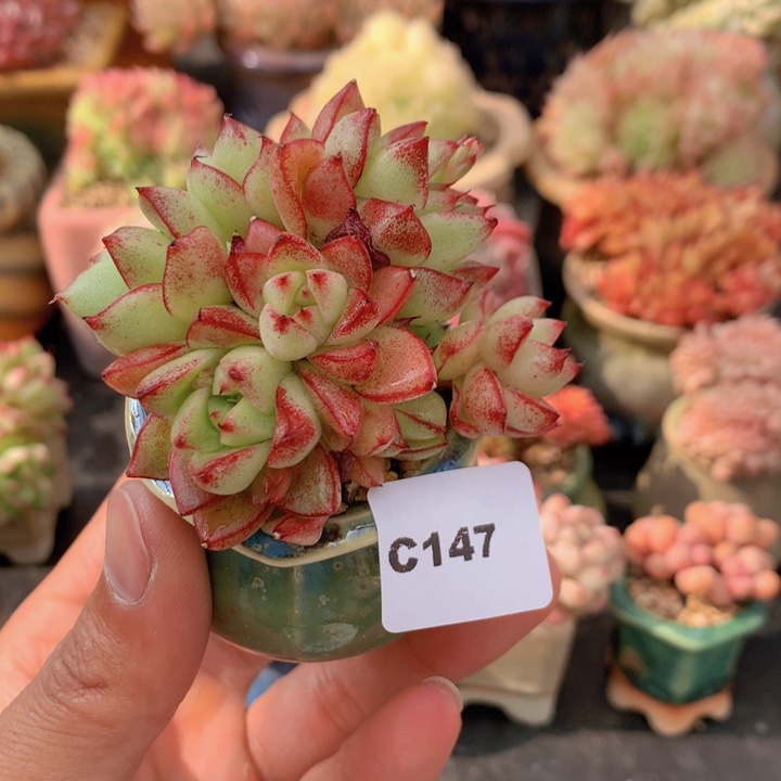 一物一拍满38包邮C147