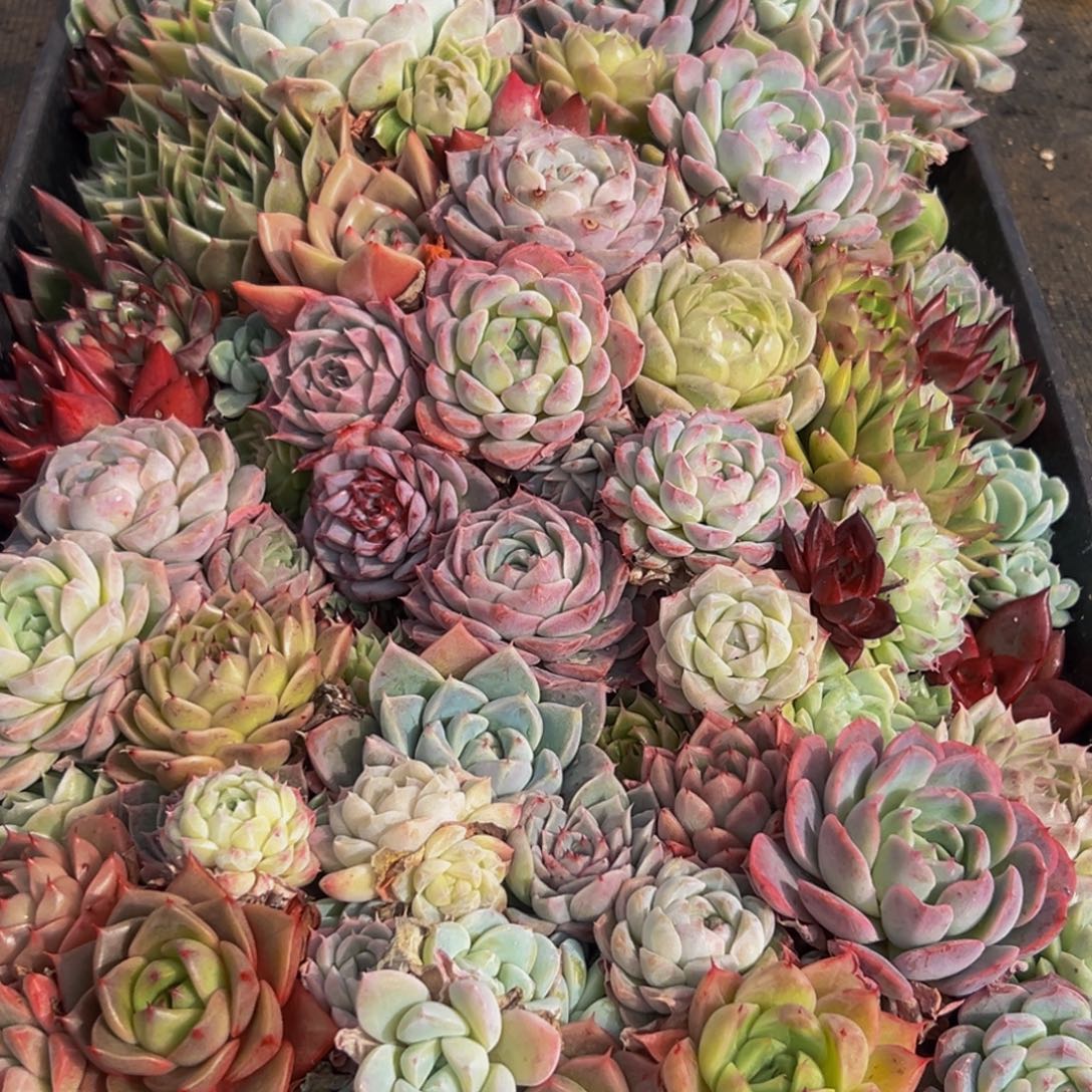 563多肉葡萄的味道真的是很不错