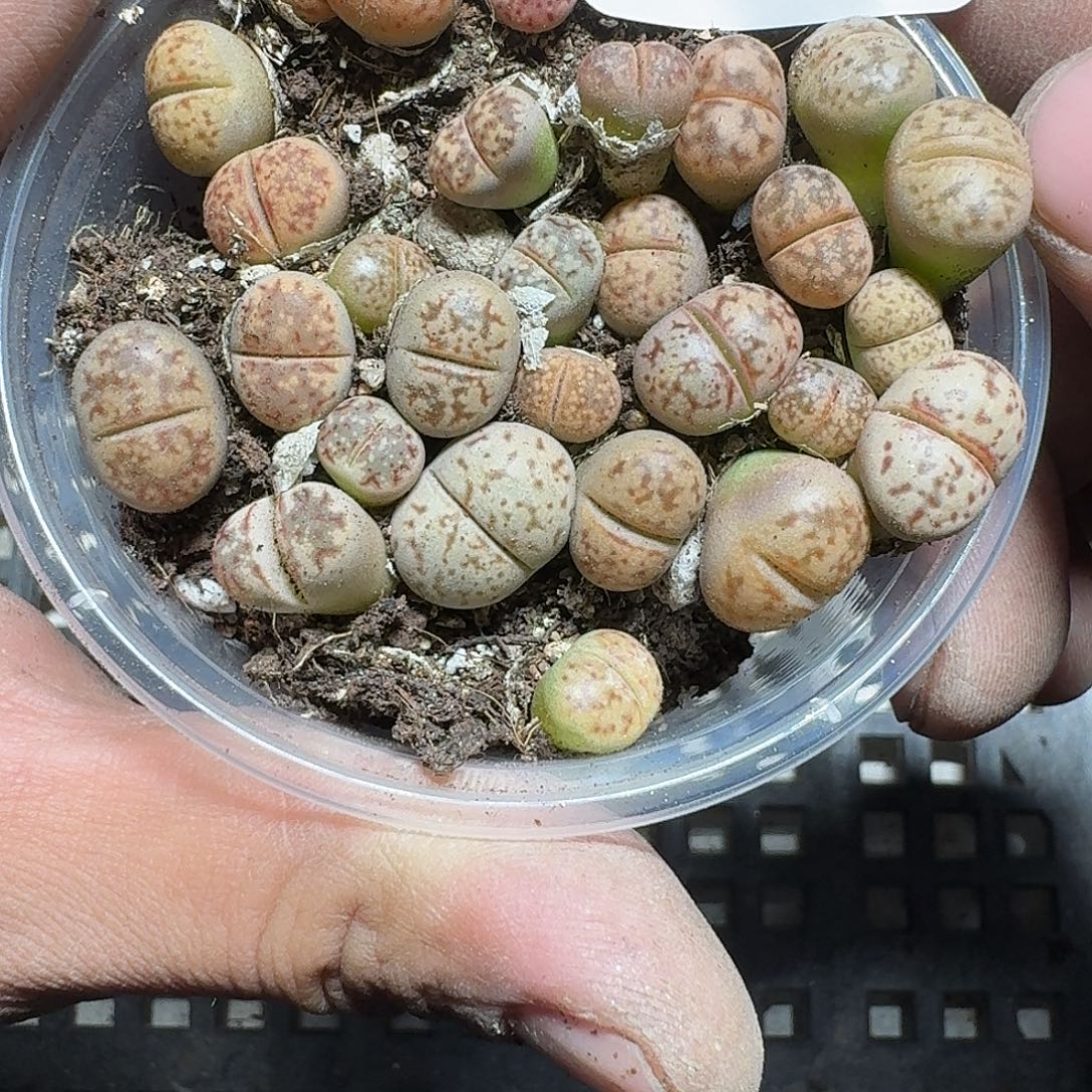 233 多肉植物多肉植物