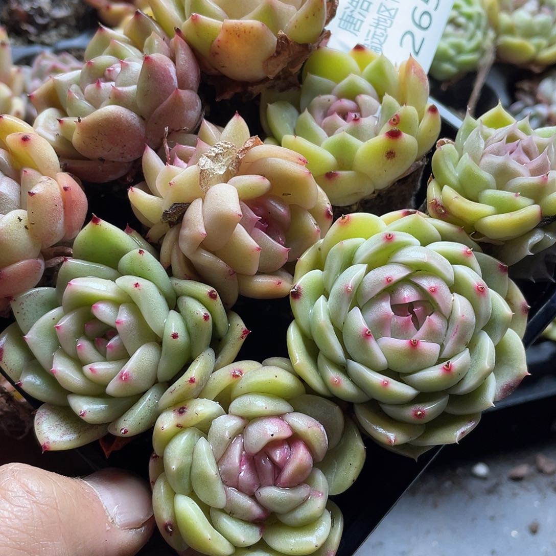 珍妮混一物一拍265