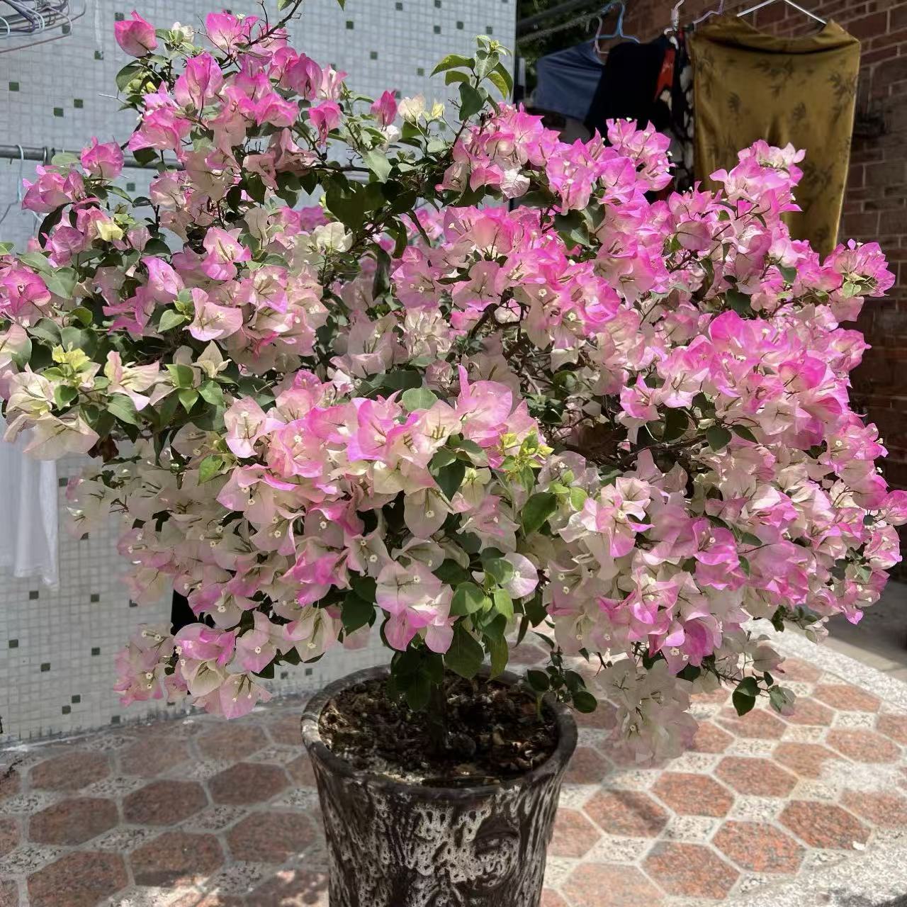 绿樱三角梅盆栽庭院阳台爆花强花卉新手易养护