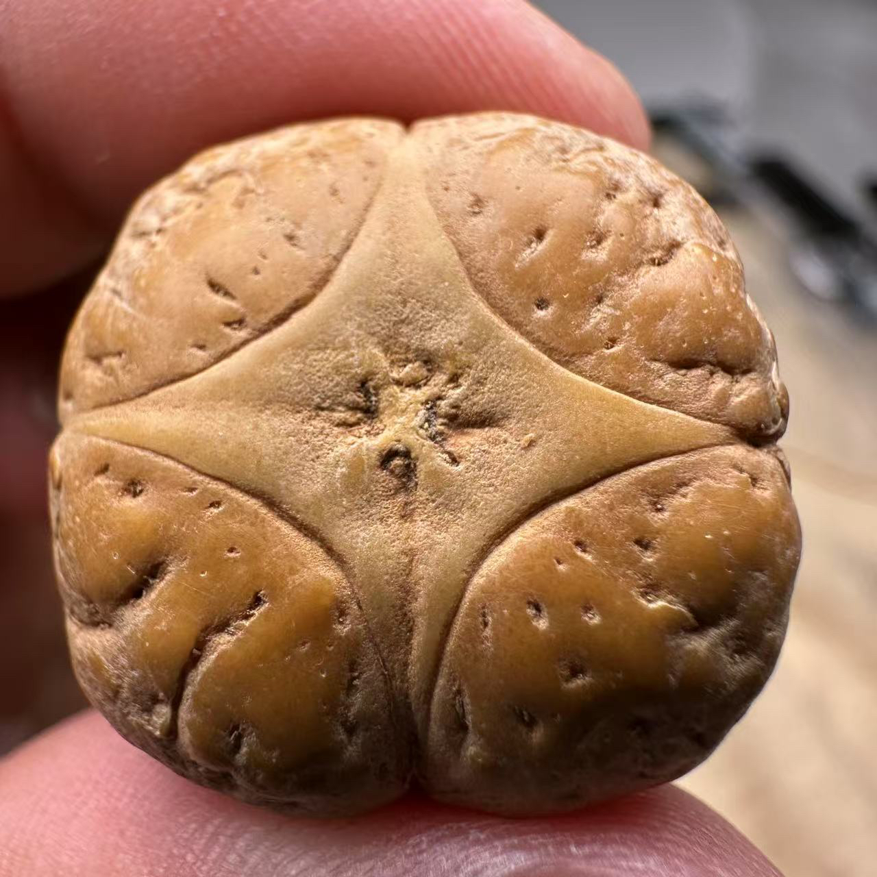 尼泊尔麒麟眼菩提，尺寸26，厚度16，s系列