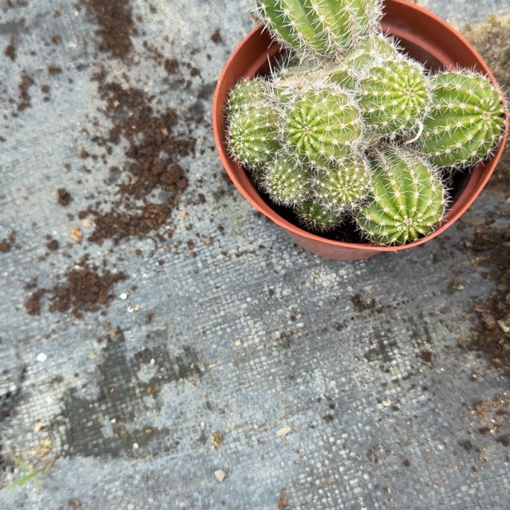 浪***漫矮胖白檀45白檀215