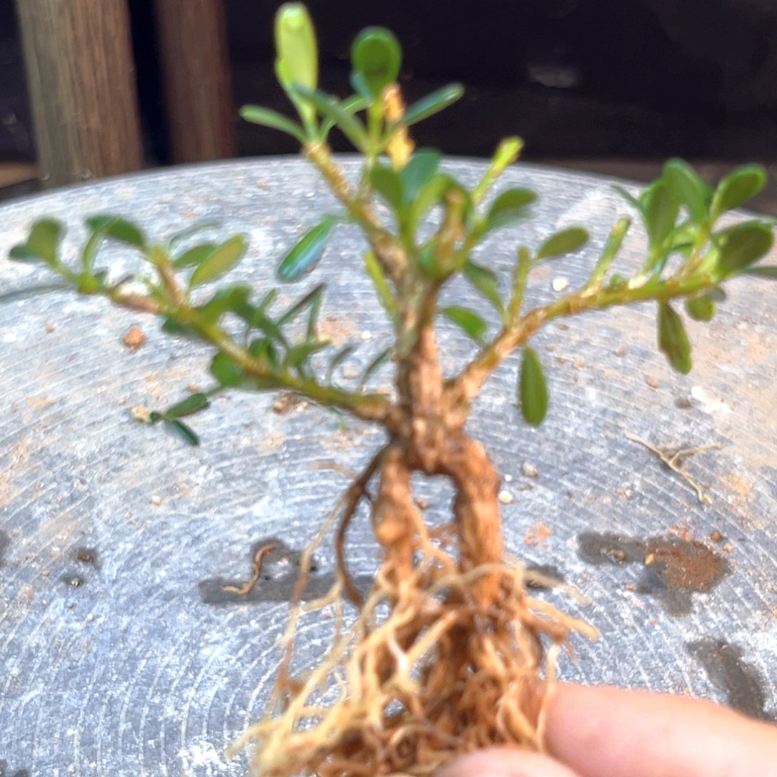 恭***財无花朵凤米黄杨一物一拍