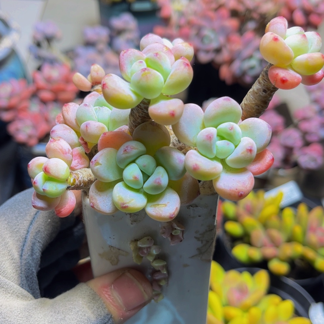 1112樱花罗琦9厘米多肉