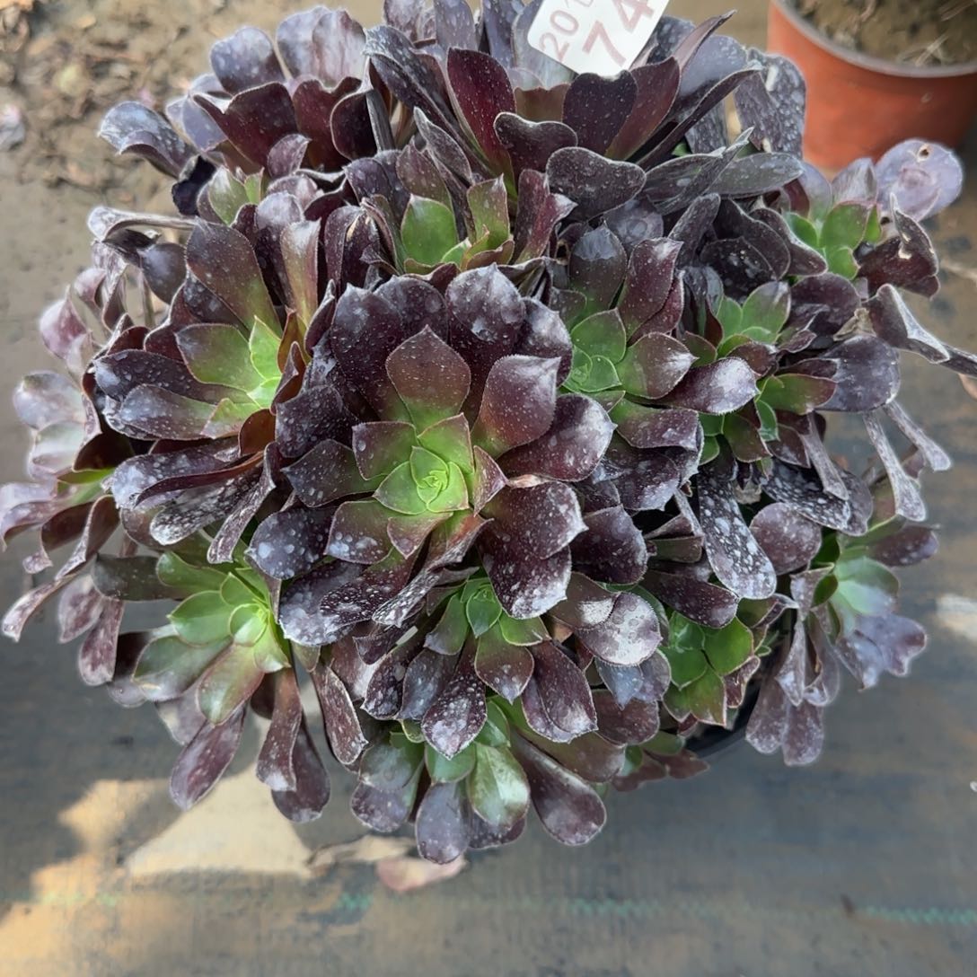 梅花博迪748满20包邮断枝不包