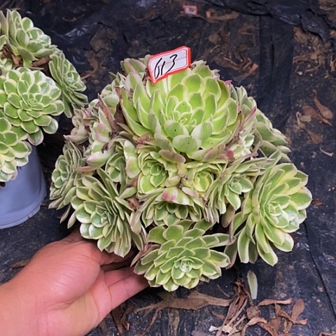 孔雀翎老桩捧花613号