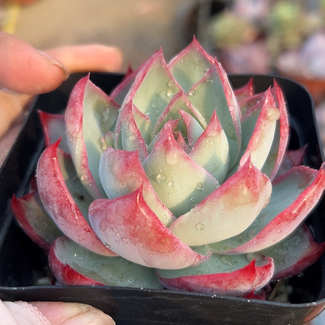 多肉植物多肉植物