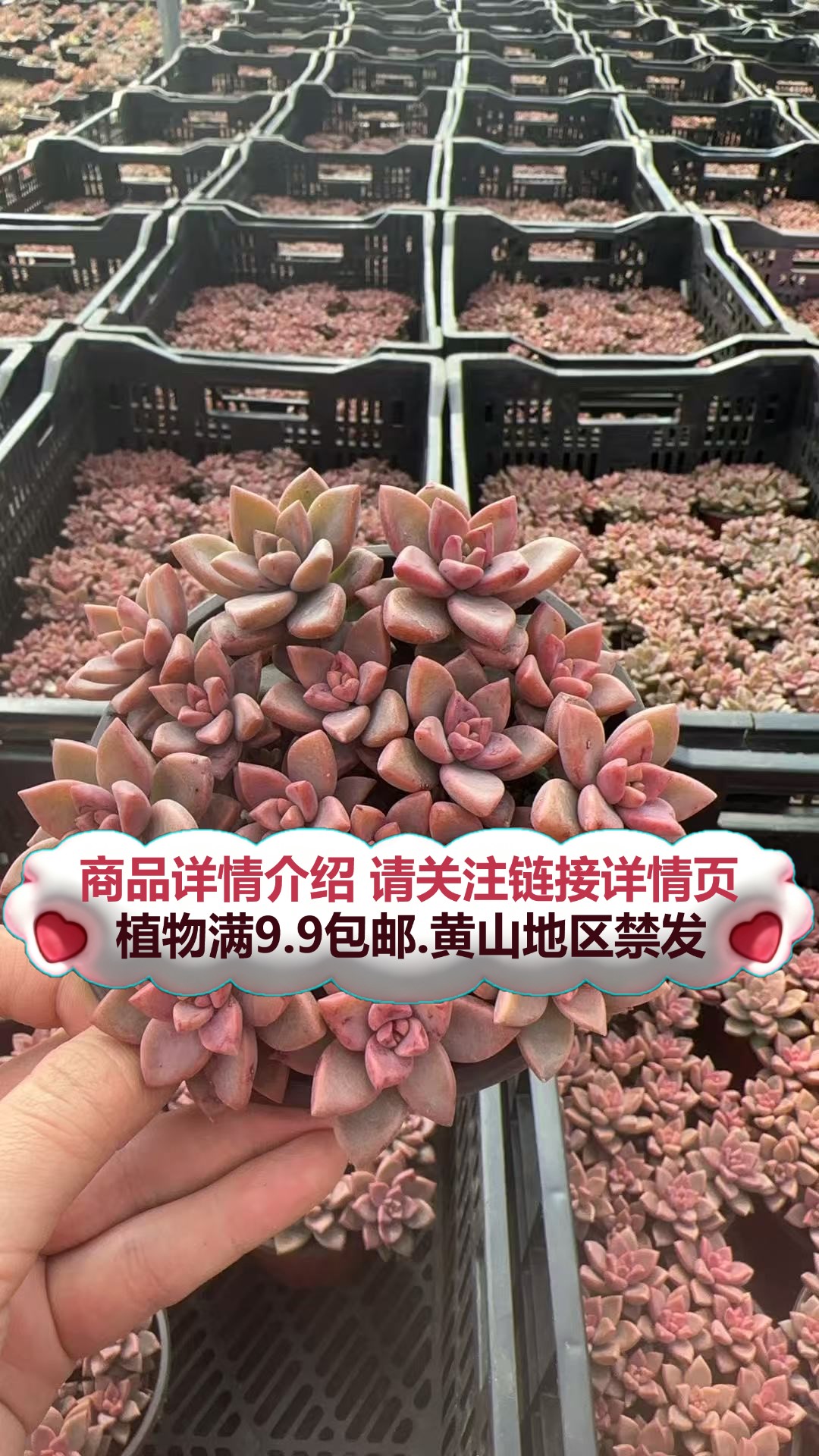 姬胧月-散桩）多肉要满9.9邮 多肉植物绿植吸甲醛