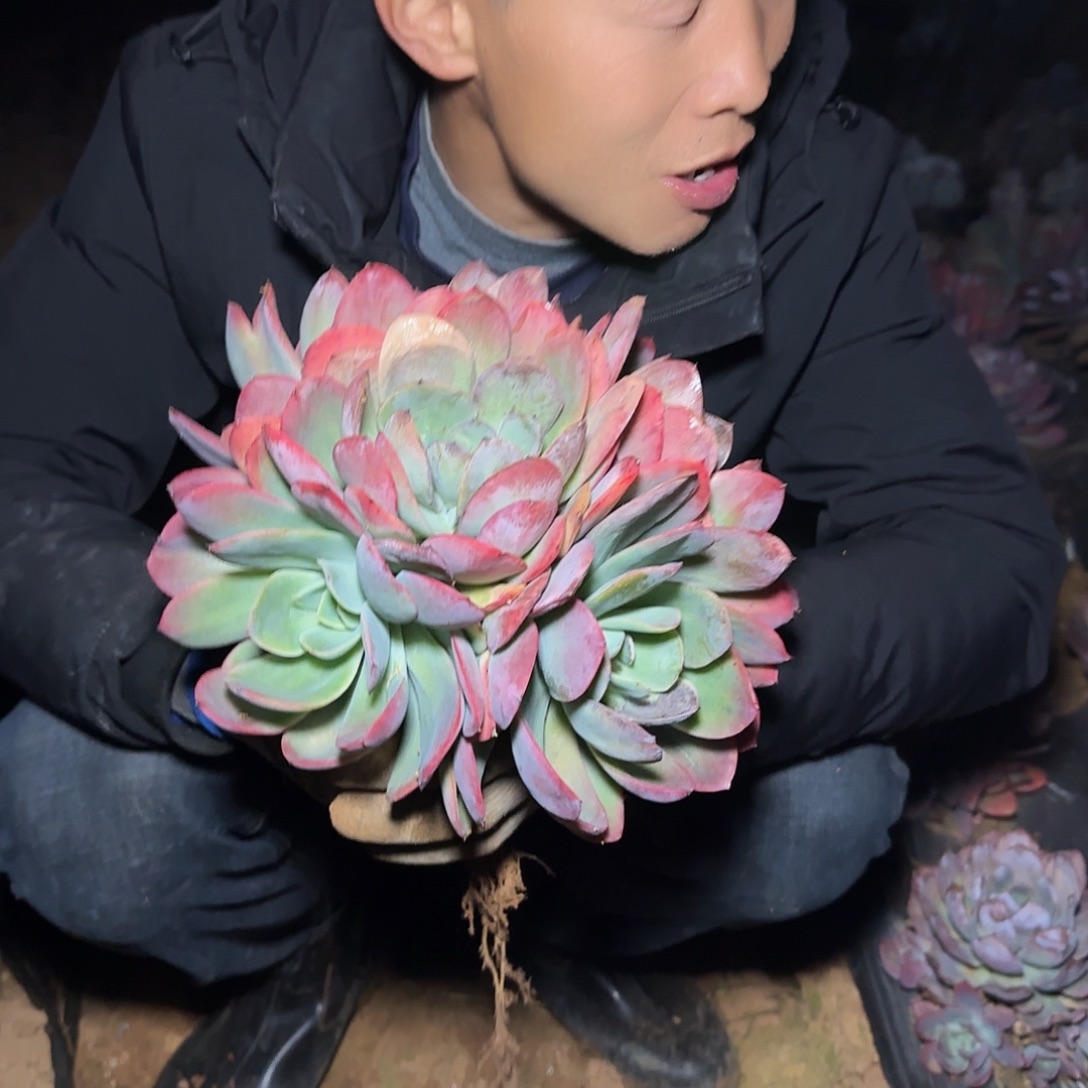 地栽绮罗仙子多肉1棵不售后