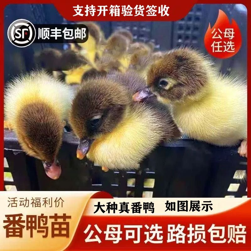 宠物鸭正宗大种红头番鸭鸳鸯鸭西洋鸭旱鸭幼苗出壳苗活体顺丰发货