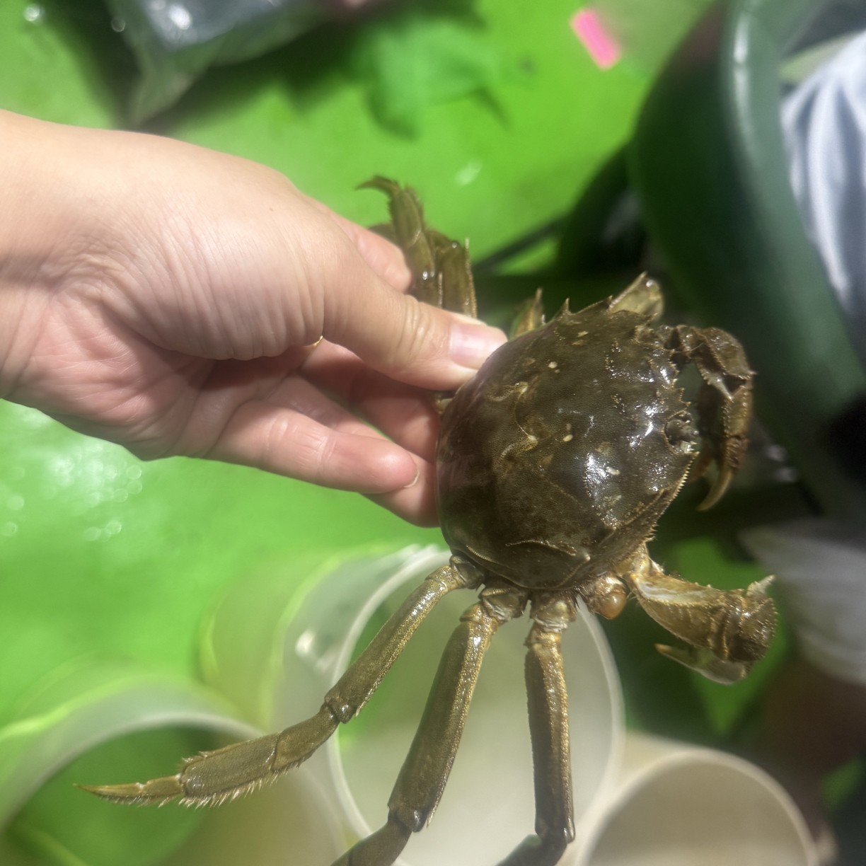 【活蟹】绿城湖大闸蟹全公4两 五却腿3斤重约5-9只装