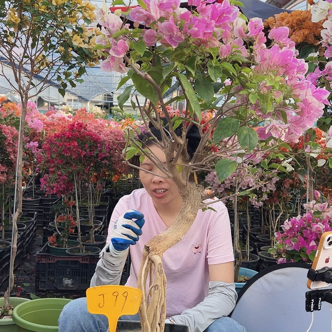 大***）大部分花苞少量开放J99广红樱