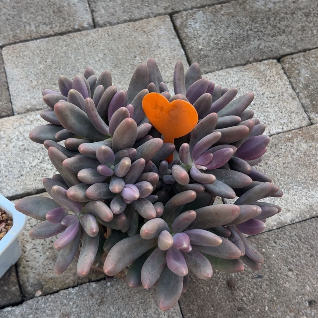 不**糖多肉植物一物一拍