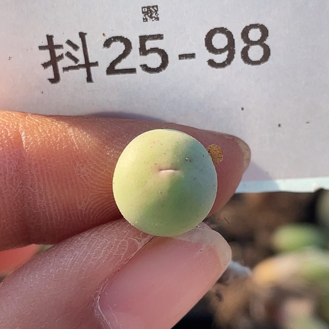 25-98肉锥v嘴多肉植物