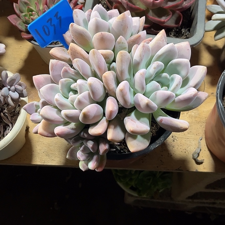 用***600000000000000001033