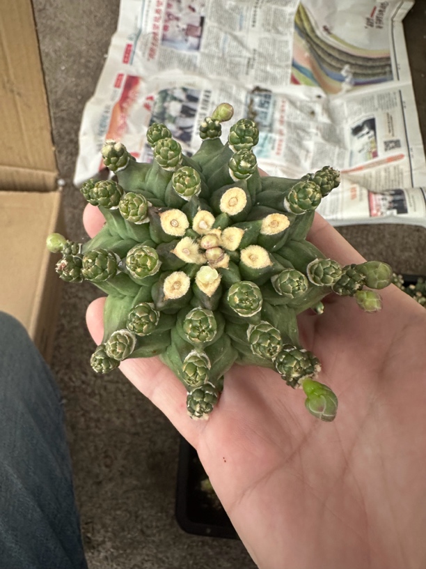 仙人球直播综合链接牡丹石化