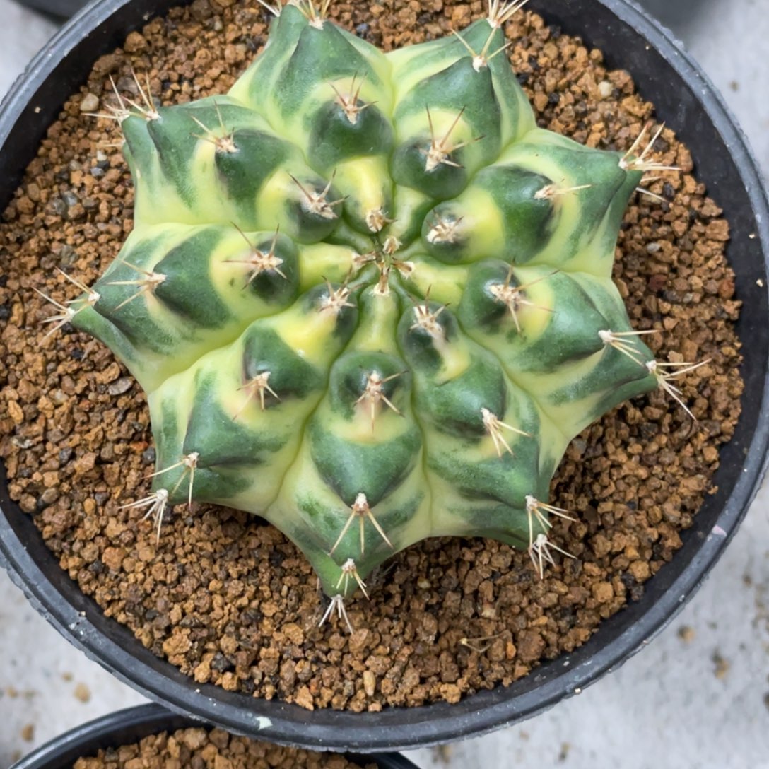 当前无花朵，栽培后可花朵月亮皇冠