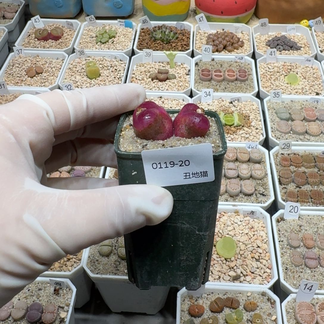 ?**z0119-20肉锥肉锥