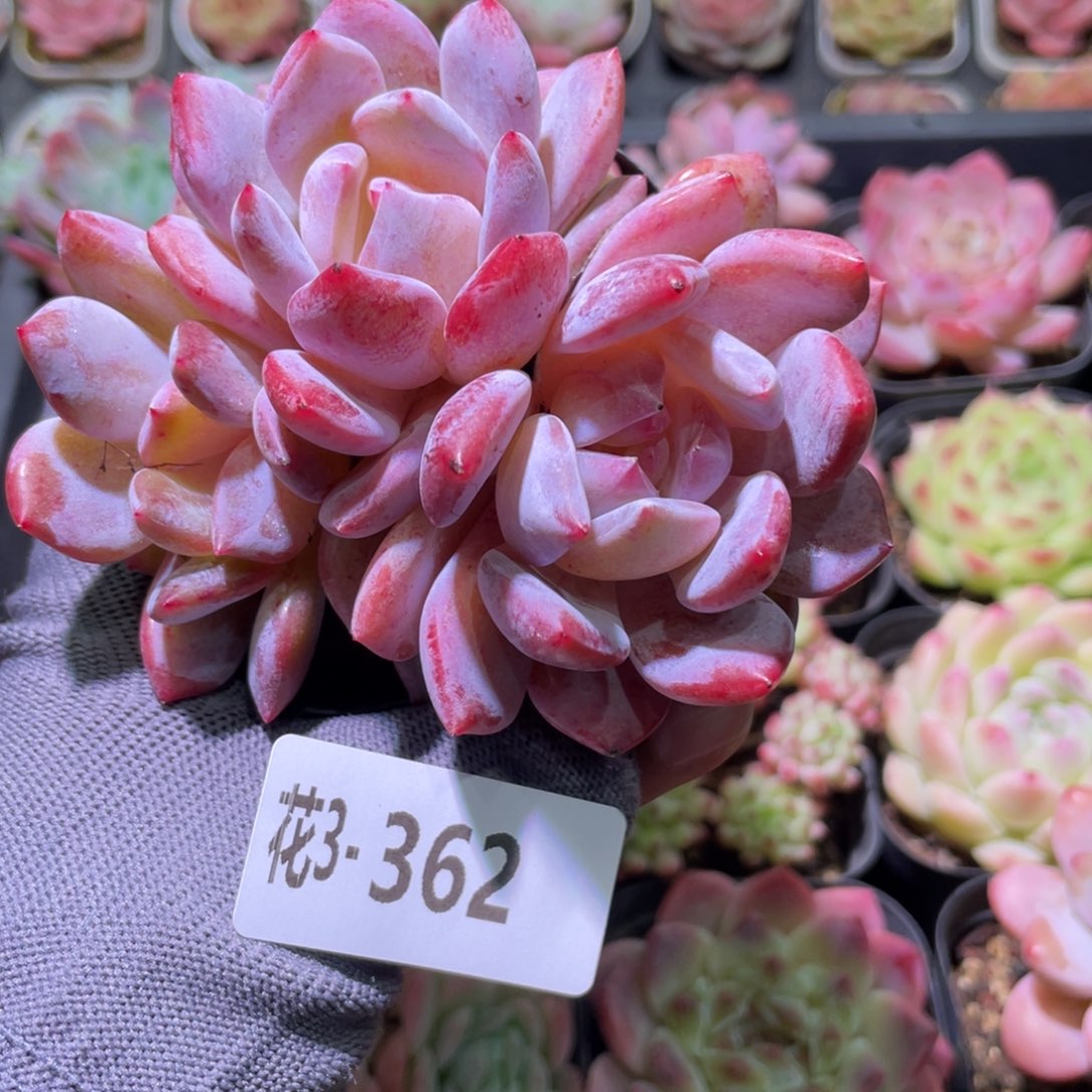花利美3-362橙梦露