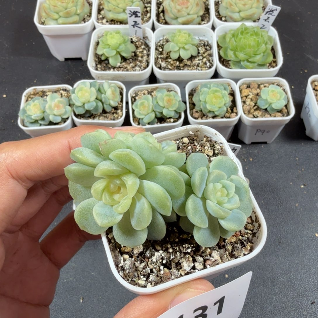 三头无尽灯一物一拍131